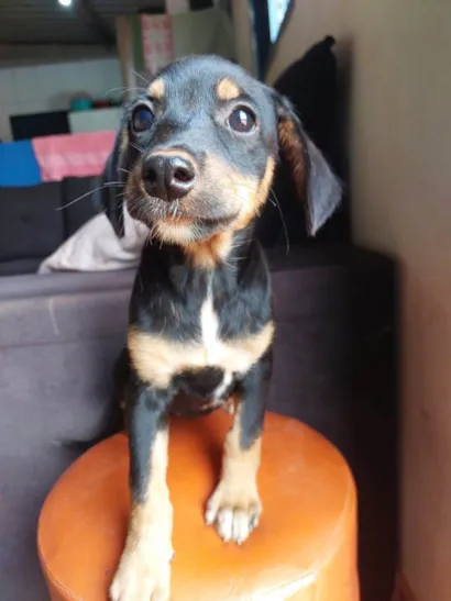 Cachorro raça SRD-ViraLata idade 2 a 6 meses nome Cristal