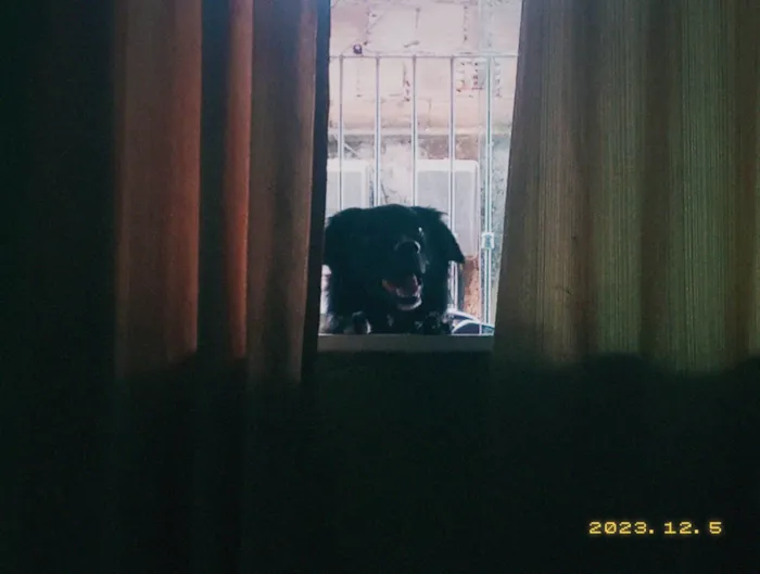 Cachorro raça SRD-ViraLata idade 5 anos nome Bob