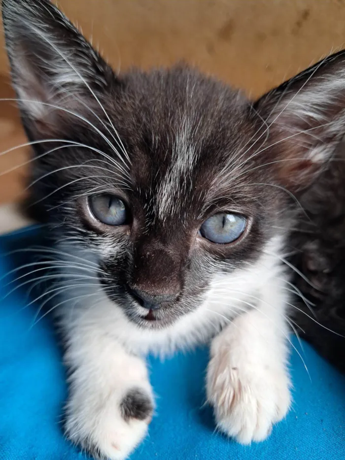 Gato raça SRD-ViraLata idade 2 a 6 meses nome Cruella
