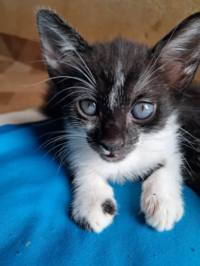 Gato raça SRD-ViraLata idade 2 a 6 meses nome Cruella