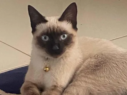 Gato raça Siamês idade 2 a 6 meses nome Tai Lung