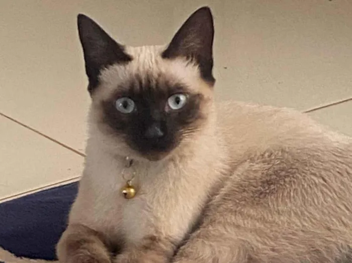 Gato raça Siamês idade 2 a 6 meses nome Tai Lung