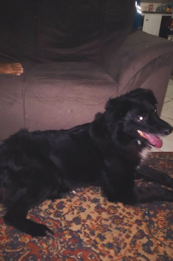 Cachorro raça SRD-ViraLata idade 5 anos nome Bob