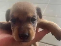 Cachorro raça SRD-ViraLata idade Abaixo de 2 meses nome sem nome ainda