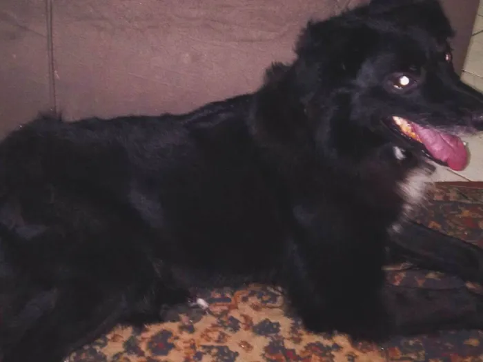 Cachorro raça SRD-ViraLata idade 5 anos nome Bob