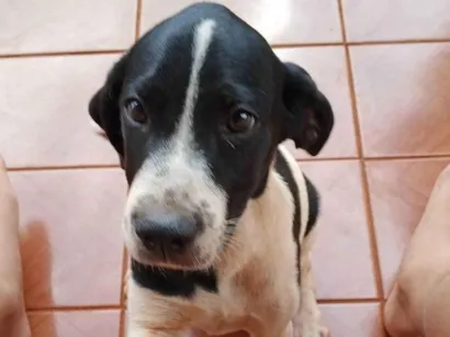 Cachorro raça SRD-ViraLata idade 2 a 6 meses nome Cesar 