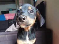 Cachorro raça SRD-ViraLata idade 2 a 6 meses nome Cristal