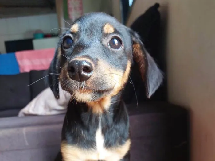 Cachorro raça SRD-ViraLata idade 2 a 6 meses nome Cristal