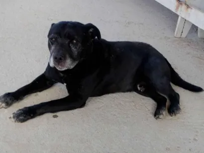 Cachorro raça Fila idade 5 anos nome Magrão 