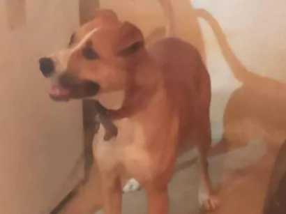 Cachorro raça Chow Chow idade 1 ano nome Max