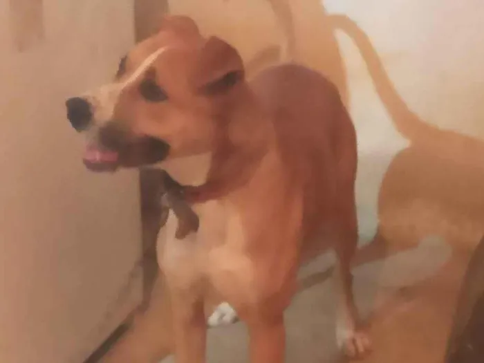 Cachorro raça Chow Chow idade 1 ano nome Max