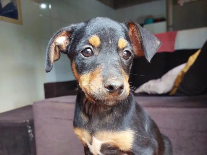 Cachorro raça SRD-ViraLata idade 2 a 6 meses nome Luke