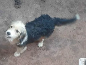 Cachorro raça Poodle idade 7 a 11 meses nome Rubi 
