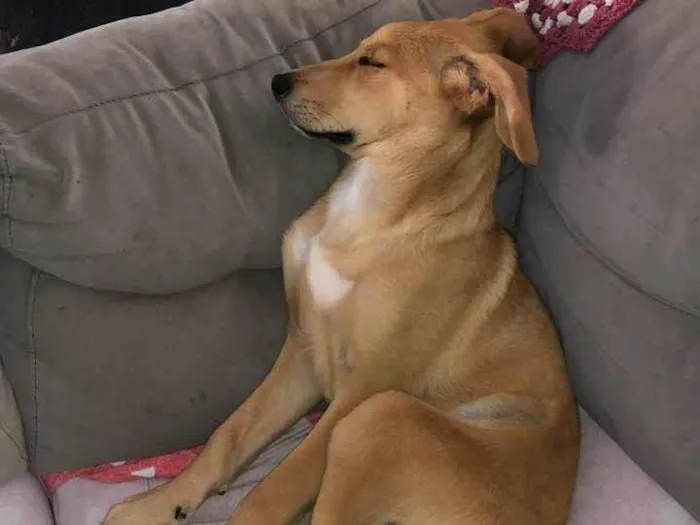 Cachorro raça SRD-ViraLata idade 2 a 6 meses nome Atila