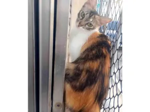 Gato raça SRD-ViraLata idade 7 a 11 meses nome Mel