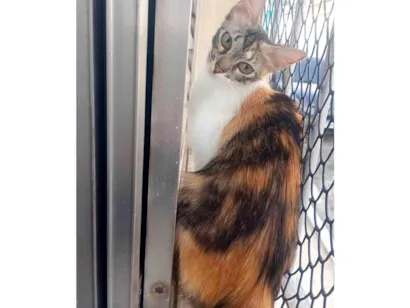 Gato raça SRD-ViraLata idade 7 a 11 meses nome Mel