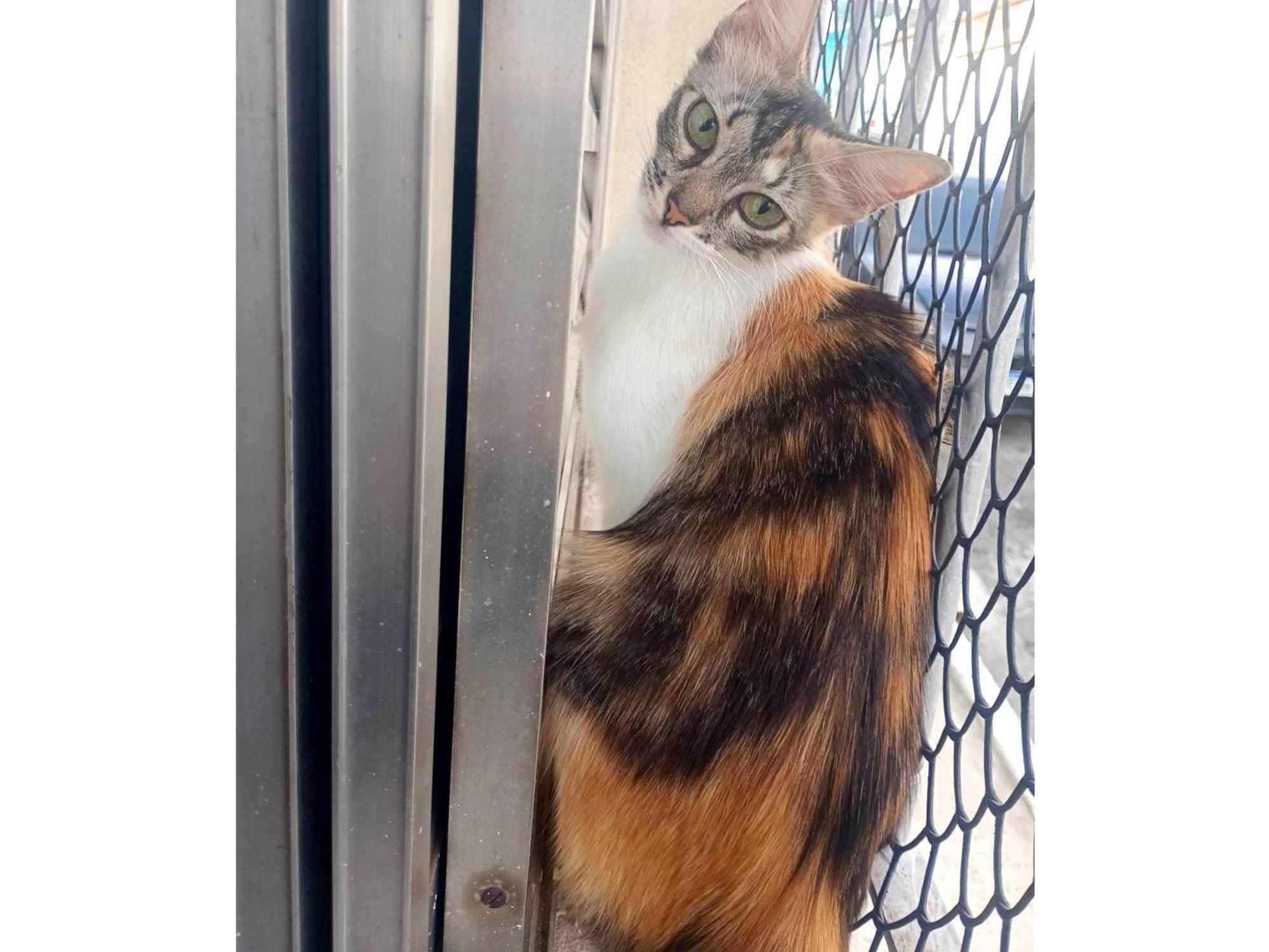 Gato raça SRD-ViraLata idade 7 a 11 meses nome Mel