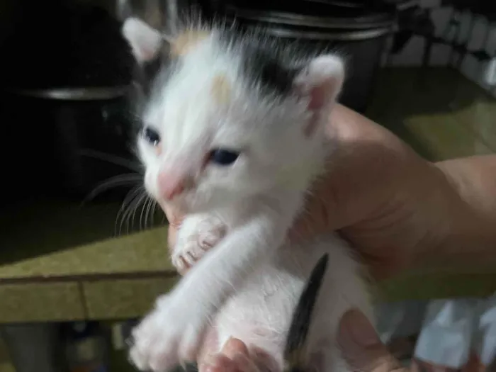 Gato raça Exótico idade Abaixo de 2 meses nome Sem nome por enquanto 