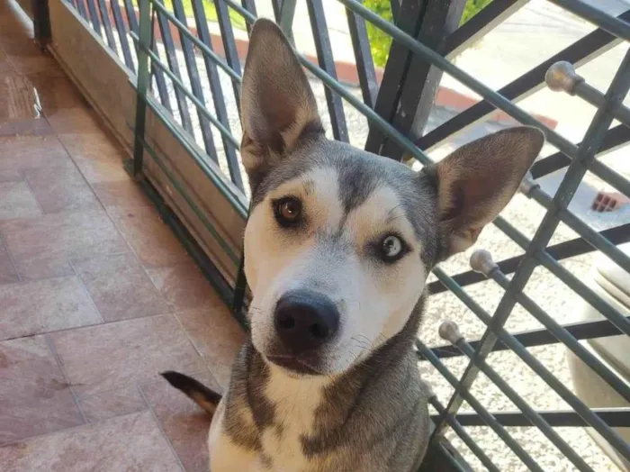 Cachorro raça SRD-ViraLata idade 1 ano nome Everest 