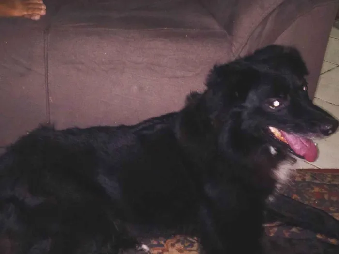 Cachorro raça SRD-ViraLata idade 5 anos nome Bob