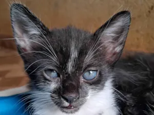 Gato raça SRD-ViraLata idade 2 a 6 meses nome Cruella