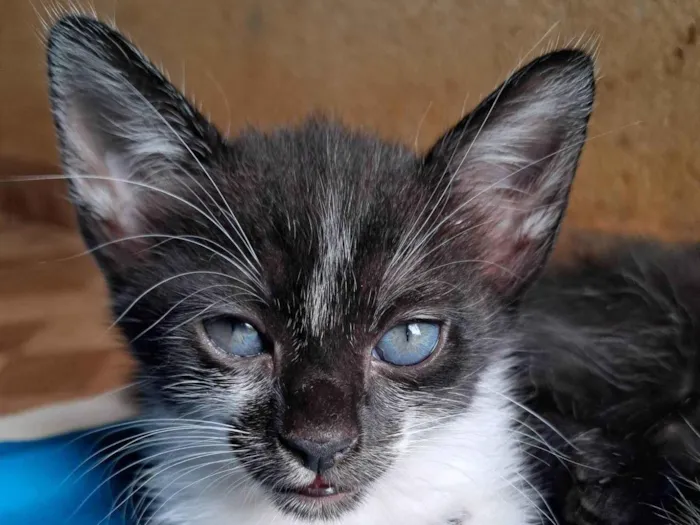 Gato raça SRD-ViraLata idade 2 a 6 meses nome Cruella