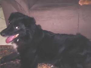 Cachorro raça SRD-ViraLata idade 5 anos nome Bob