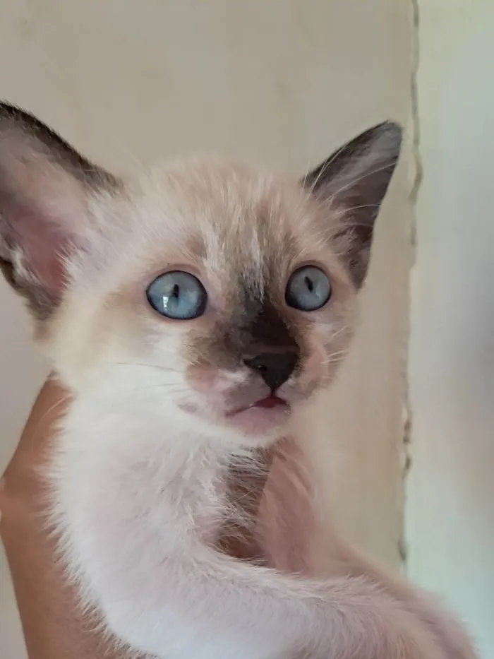 Gato raça SRD-ViraLata idade 2 a 6 meses nome Jade