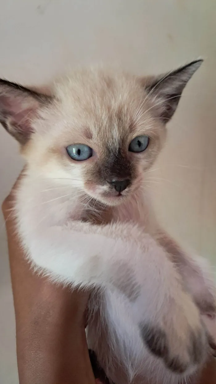 Gato raça SRD-ViraLata idade 2 a 6 meses nome Jade