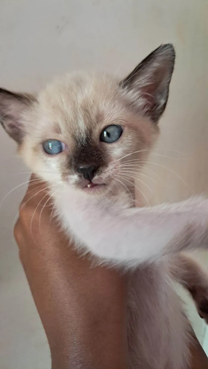 Gato raça SRD-ViraLata idade 2 a 6 meses nome Jade