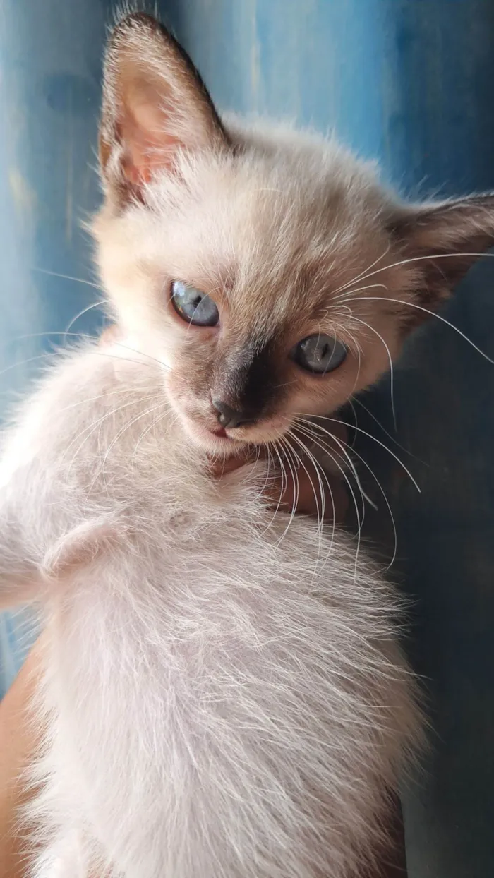 Gato raça SRD-ViraLata idade 2 a 6 meses nome Jade