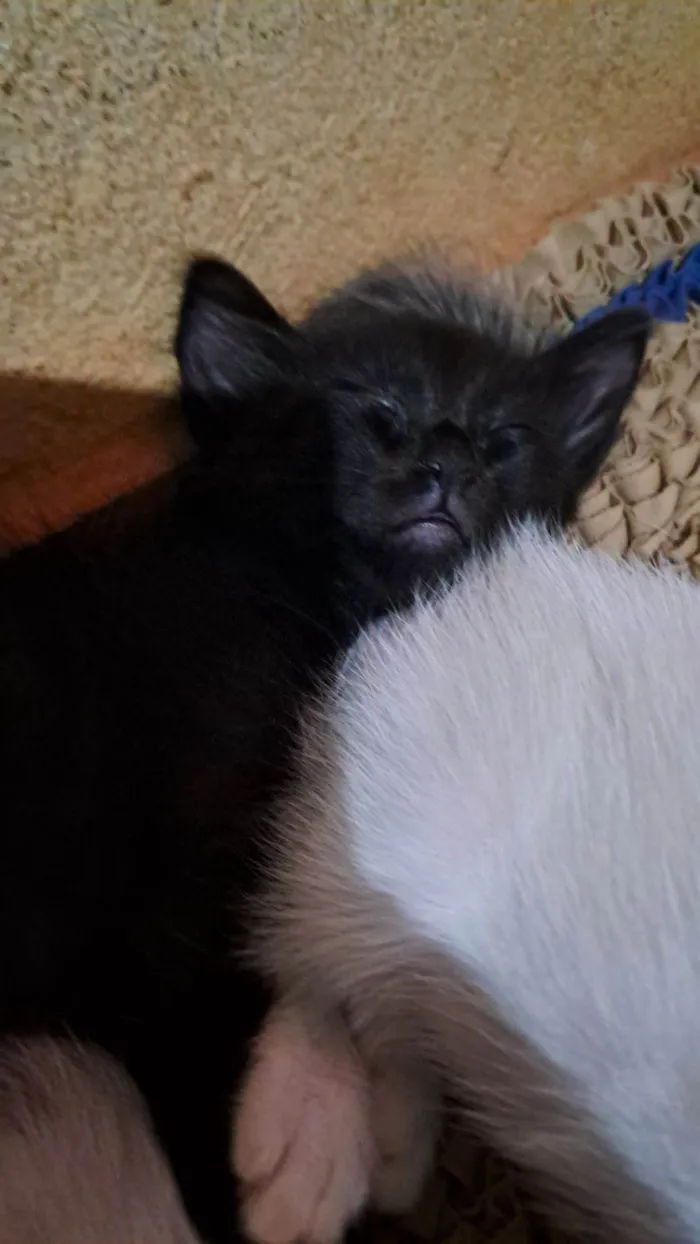 Gato raça SRD-ViraLata idade 2 a 6 meses nome Breu