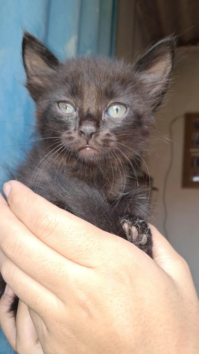 Gato raça SRD-ViraLata idade 2 a 6 meses nome Breu