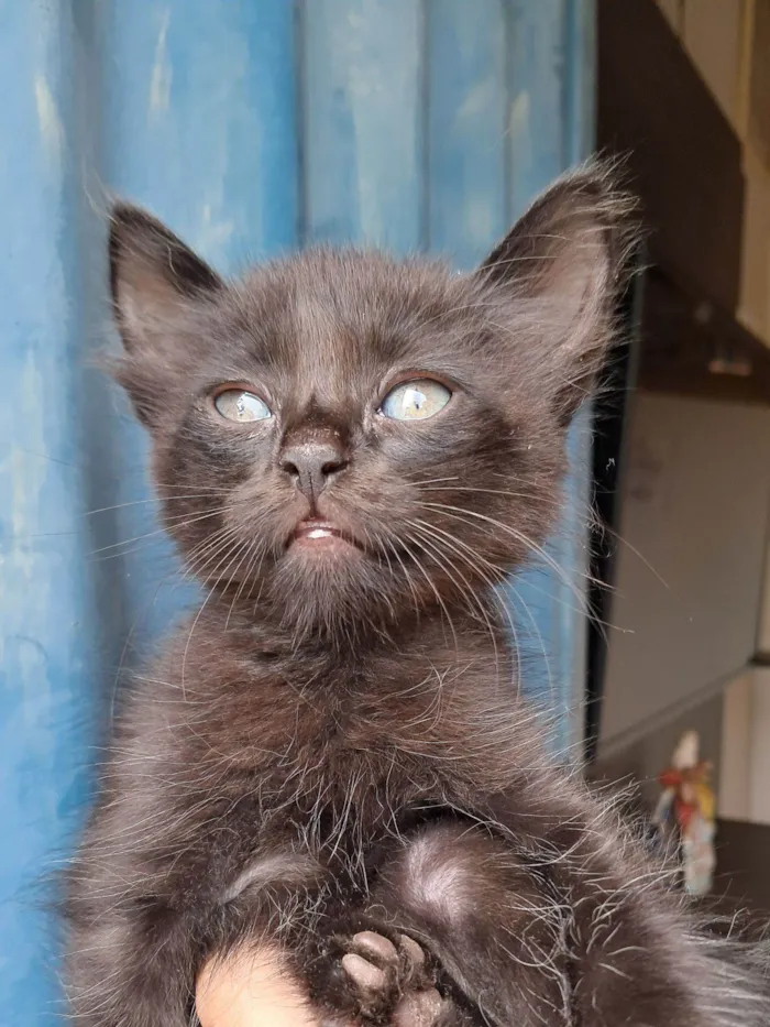 Gato raça SRD-ViraLata idade 2 a 6 meses nome Breu