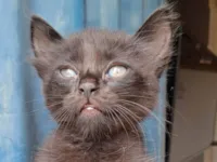 Gato raça SRD-ViraLata idade 2 a 6 meses nome Breu