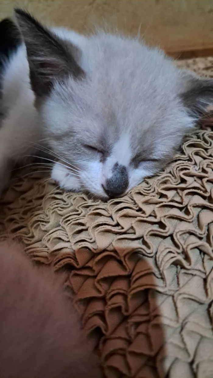 Gato raça SRD-ViraLata idade 2 a 6 meses nome Gaspar