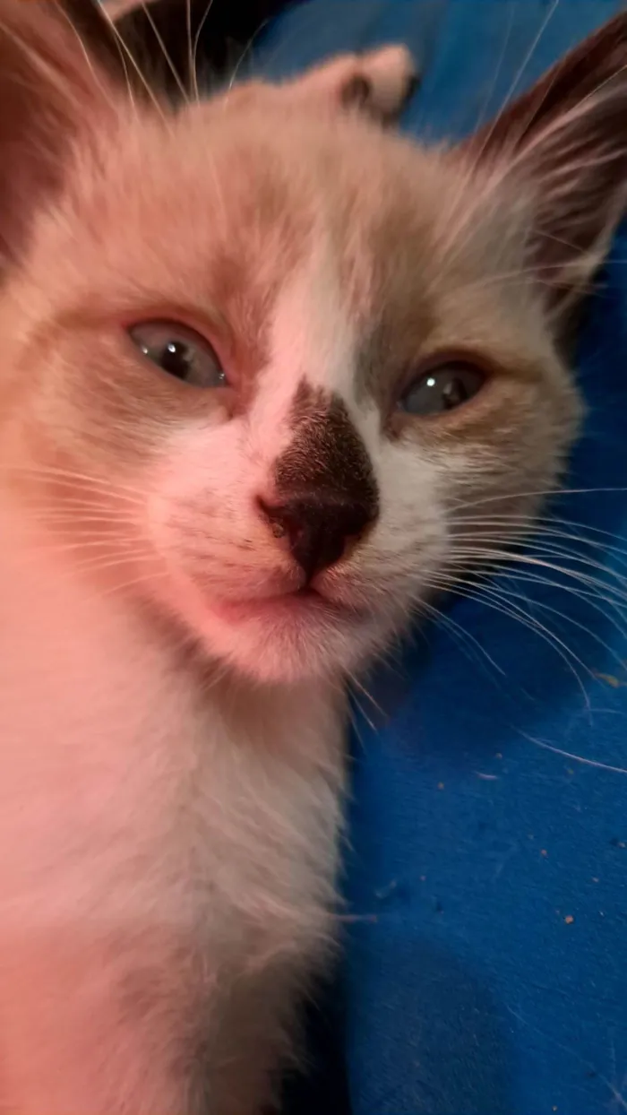 Gato raça SRD-ViraLata idade 2 a 6 meses nome Gaspar