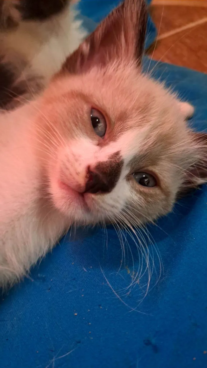 Gato raça SRD-ViraLata idade 2 a 6 meses nome Gaspar