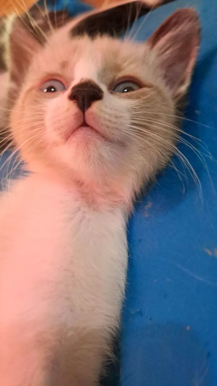 Gato raça SRD-ViraLata idade 2 a 6 meses nome Gaspar