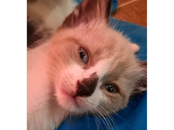 Gato raça SRD-ViraLata idade 2 a 6 meses nome Gaspar