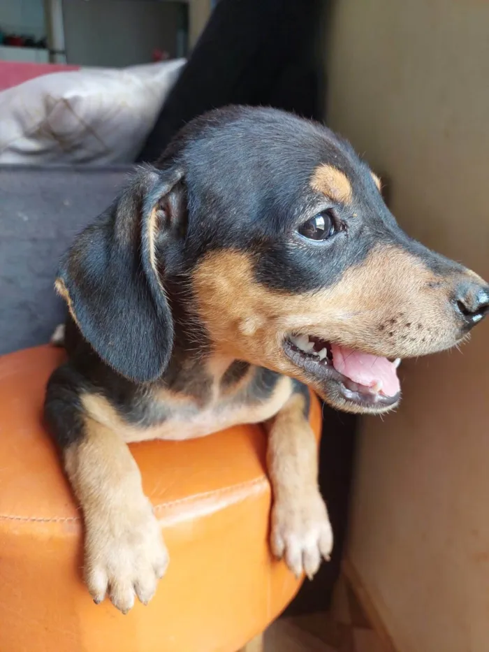Cachorro raça SRD-ViraLata idade 2 a 6 meses nome Pipoca