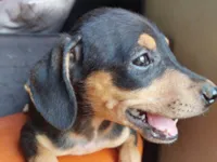 Cachorro raça SRD-ViraLata idade 2 a 6 meses nome Pipoca