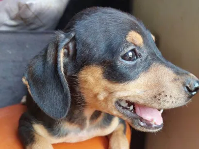 Cachorro raça SRD-ViraLata idade 2 a 6 meses nome Pipoca