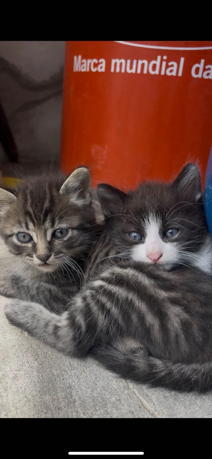 Gato raça SRD-ViraLata idade 2 a 6 meses nome Não tem 