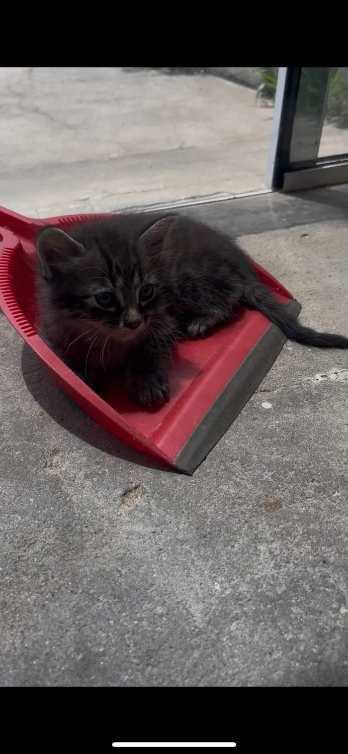 Gato raça SRD-ViraLata idade 2 a 6 meses nome Não tem 