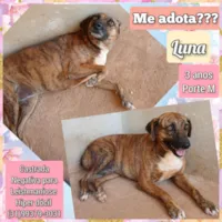 Cachorro raça SRD-ViraLata idade 3 anos nome Luna