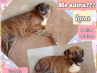 Cachorro raça SRD-ViraLata idade 3 anos nome Luna