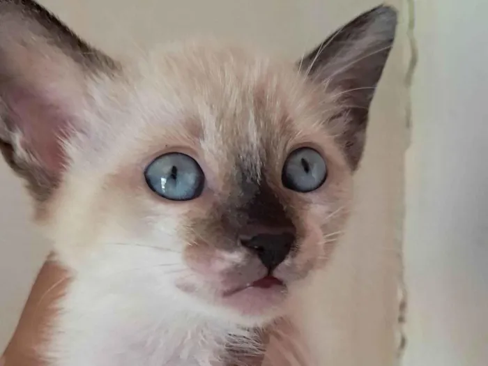 Gato raça SRD-ViraLata idade 2 a 6 meses nome Jade