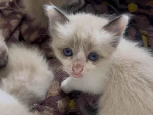 Gato raça Siamês idade Abaixo de 2 meses nome Não tem 
