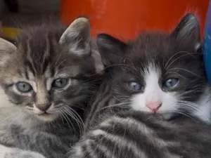 Gato raça SRD-ViraLata idade 2 a 6 meses nome Não tem 